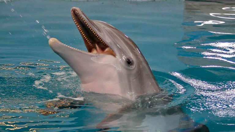 Carey Wickersham: Dolphin seen in 'Dolphin Tale' dies