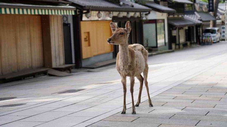 A rural Japanese community’s unusual solution to meat from deer in their homes